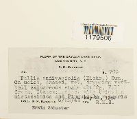 Apopellia endiviifolia image