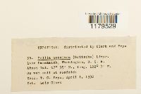 Pellia neesiana image