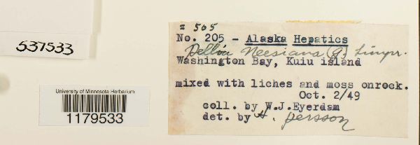 Pellia neesiana image