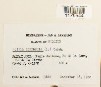 Pellia epiphylla image