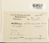 Phaeoceros laevis image