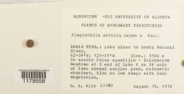 Plagiochila arctica image