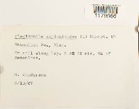 Plagiochila asplenioides image