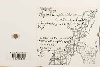 Plagiochila asplenioides image