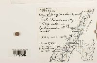 Plagiochila asplenioides image