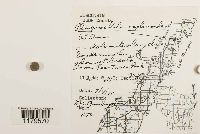 Plagiochila asplenioides image