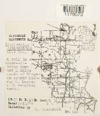 Plagiochila asplenioides image