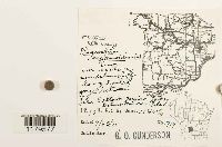 Plagiochila asplenioides image