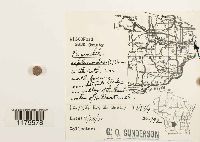 Plagiochila asplenioides image