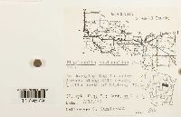 Plagiochila asplenioides image