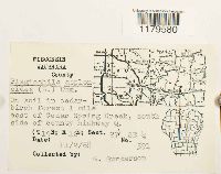 Plagiochila asplenioides image