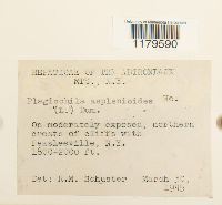 Plagiochila asplenioides image