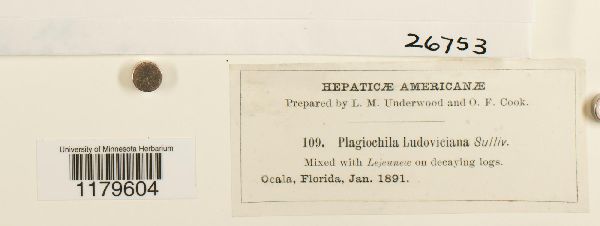 Plagiochila raddiana image