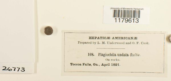 Plagiochila undata image