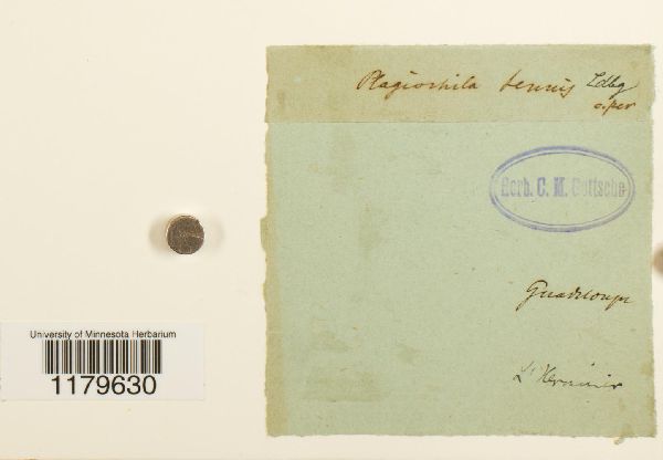 Plagiochila tenuis image