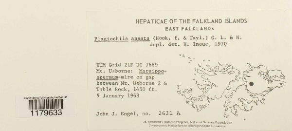 Plagiochila ansata image