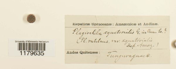 Plagiochila aequatorialis image