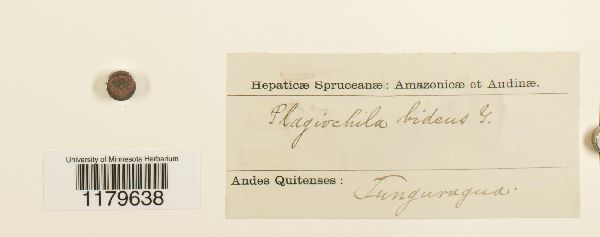 Plagiochila bidens image