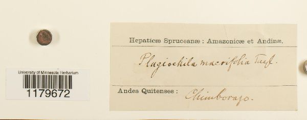 Plagiochilaceae image