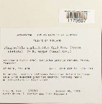 Plagiochila asplenioides image