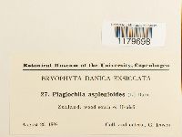 Plagiochila asplenioides image