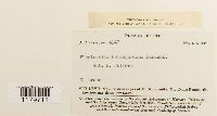 Media resource of Plagiochila arbuscula