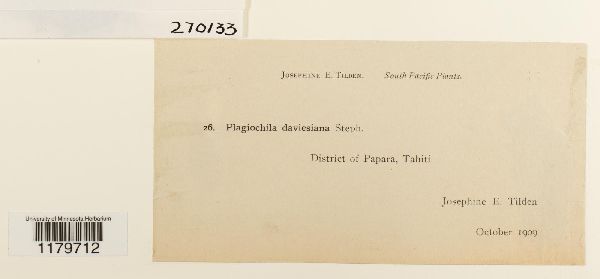 Plagiochila junghuhniana image