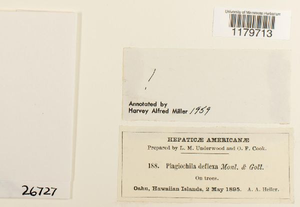 Plagiochila deflexa image