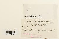 Plagiochila deflexa image