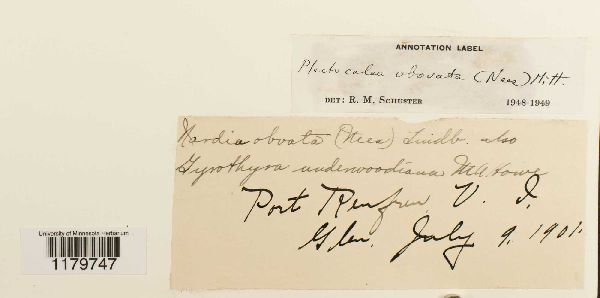 Solenostoma obovatum image