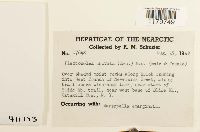 Solenostoma obovatum image