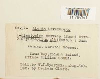 Solenostoma obovatum image