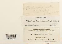 Solenostoma rubrum image