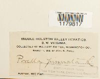 Porella pinnata image