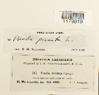 Porella pinnata image