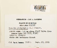 Porella platyphylla image