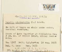 Porella platyphylla image