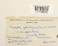 Porella platyphylla image