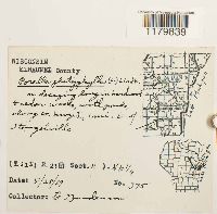 Porella platyphylla image