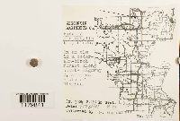 Porella platyphylla image