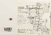 Porella platyphylla image