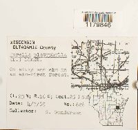 Porella platyphylla image