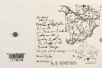 Porella platyphylla image