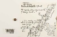 Porella platyphylla image