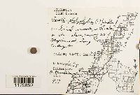 Porella platyphylla image