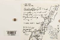 Porella platyphylla image