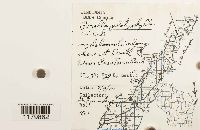 Porella platyphylla image