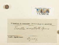 Porella crispata image