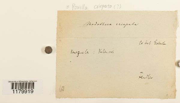 Porella crispata image