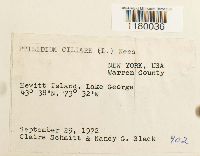 Ptilidium ciliare image